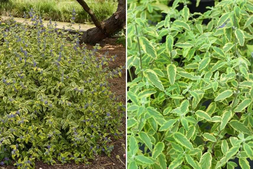 caryopteris summer sorbet