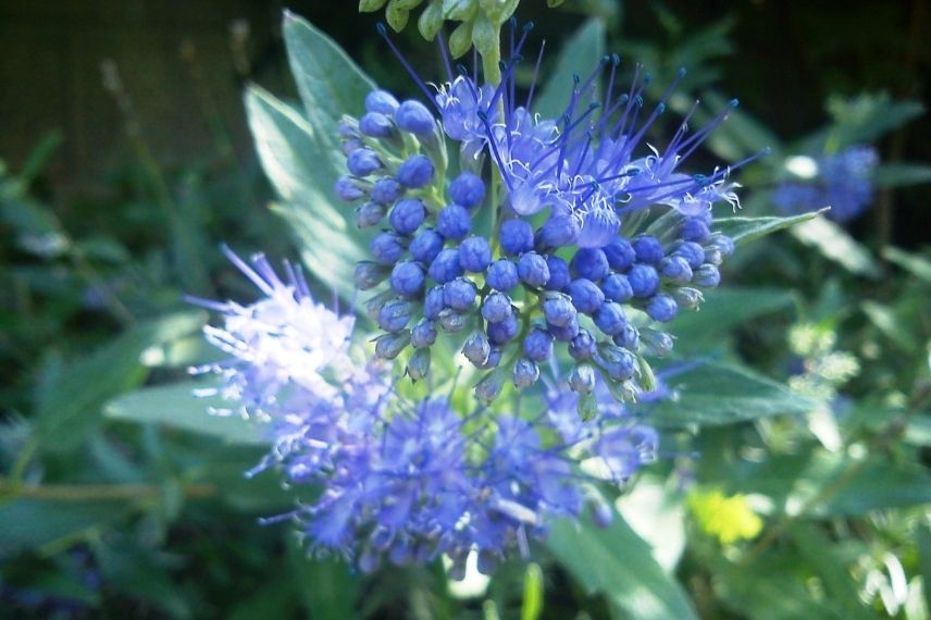 caryopteris