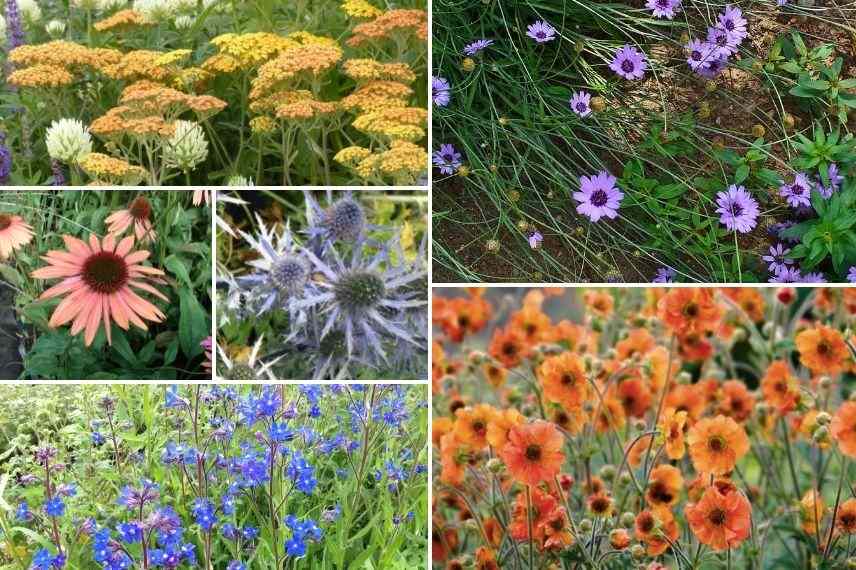 idées pour associer la cupidone en jardin orange bleu, catananche caerulea