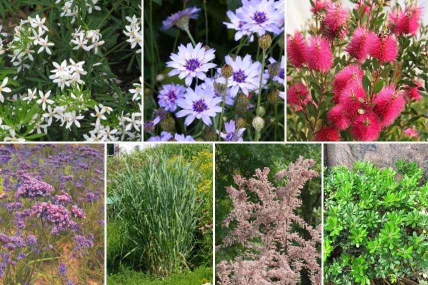 idées pour associer la cupidone en jardin de bord de mer, catananche caerulea