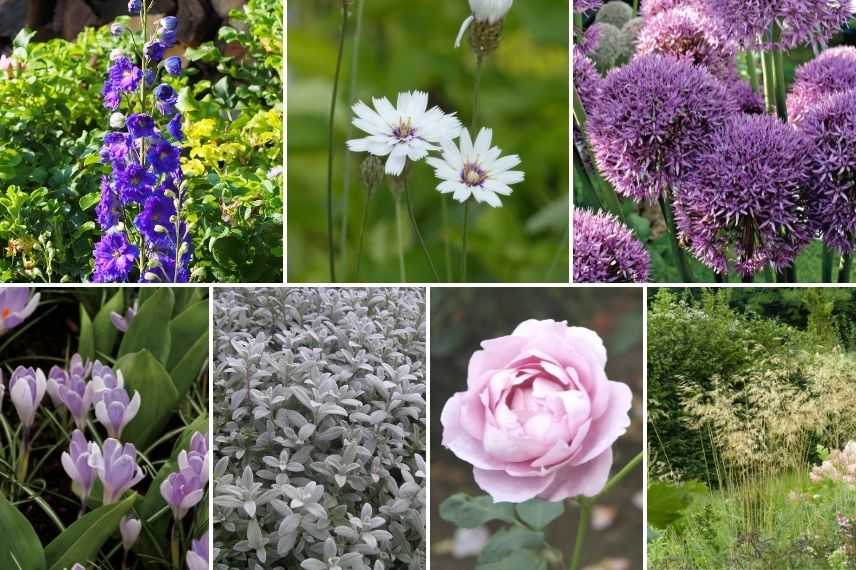 idées pour associer la cupidone en jardin romantique, catananche caerulea