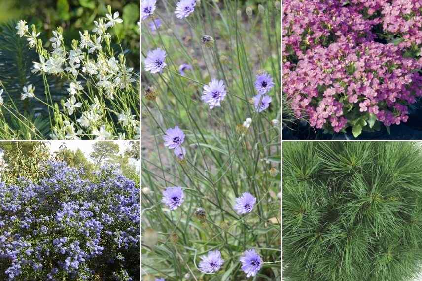 idées pour associer la cupidone en jardin de graviers, catananche caerulea