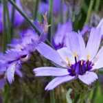 Catananche, Cupidone : l'associer au jardin