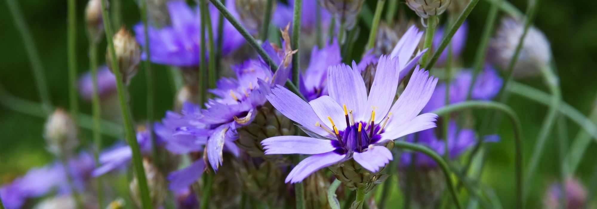 Catananche, Cupidone : l'associer au jardin