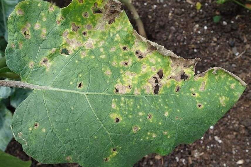 Les traitements de l'ail, les plus courantes maladies et les ravageurs de  ce légume, Nexles