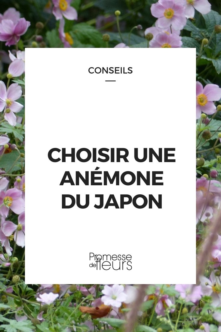 Choisir une anémone du JApon - Promesse de Fleurs