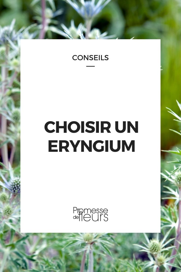 choisir eryngium