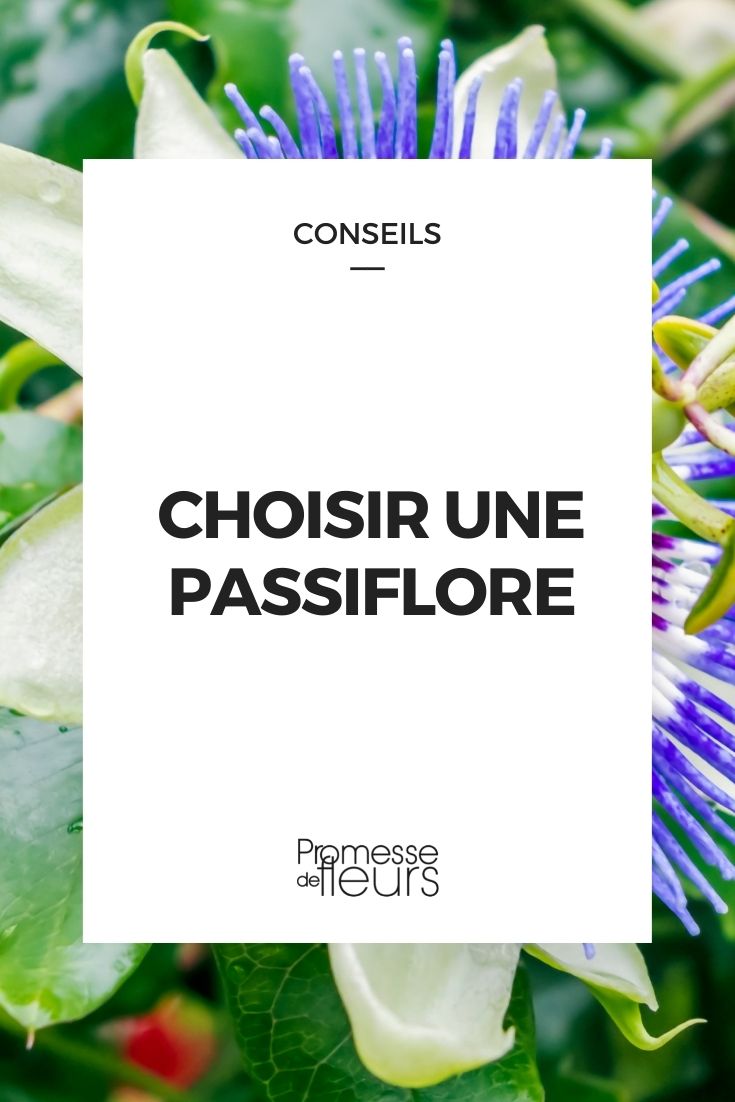 choisir une passiflore