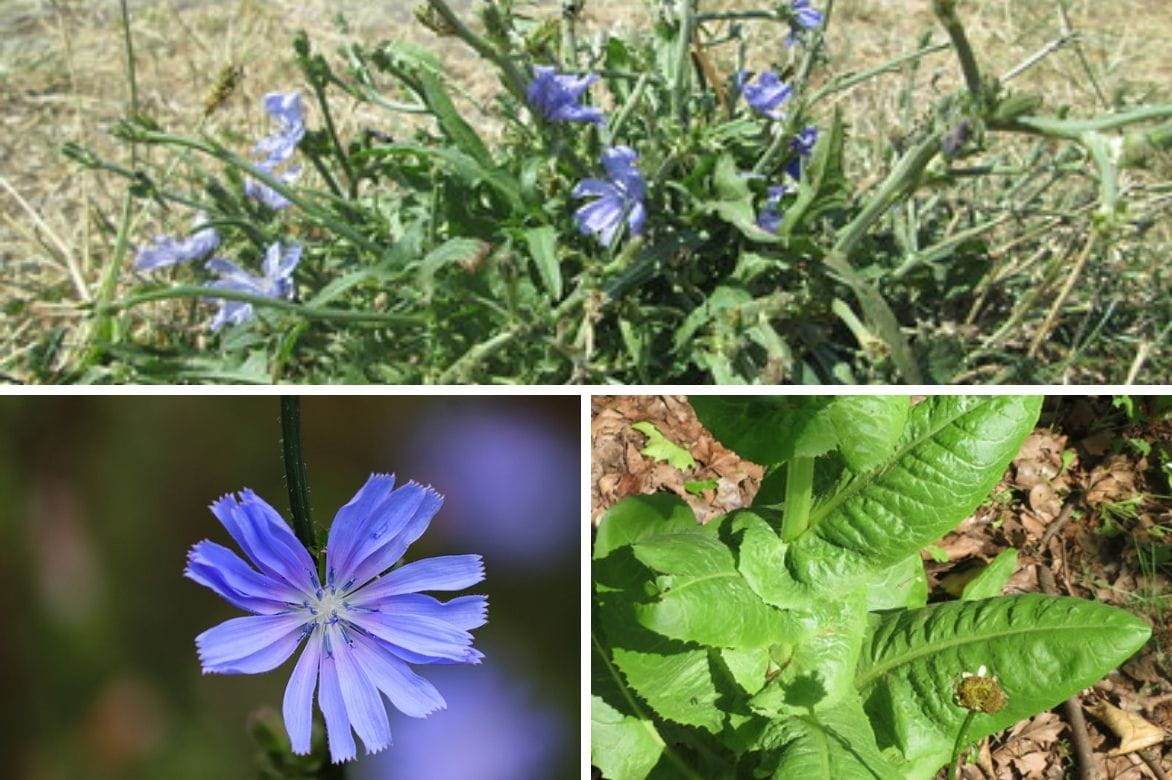 cichorium intybus