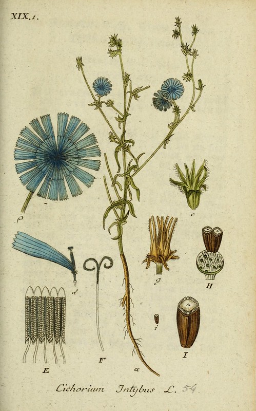 cichorium intybus