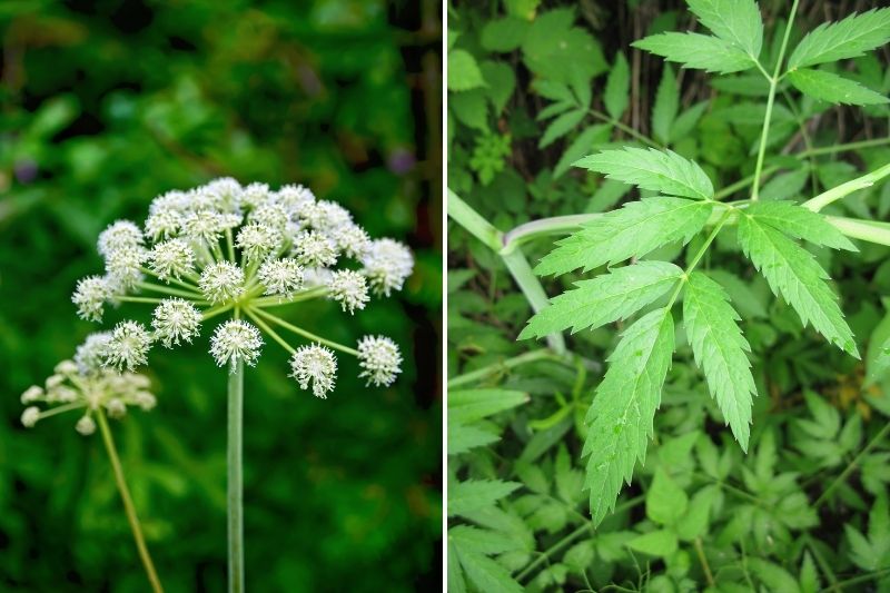 cicuta virosa, ciguë vireuse, plante sauvage toxique