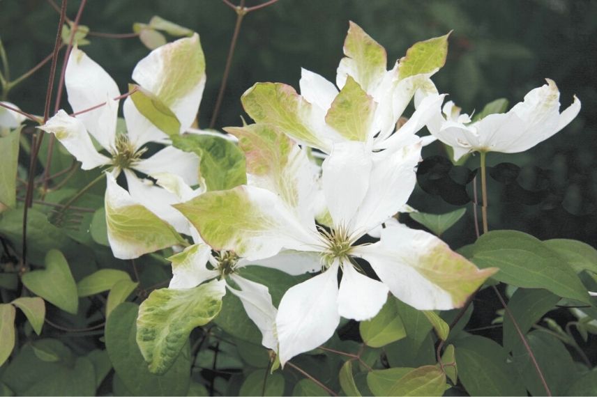 clématite italienne, clématites à fleur blanche