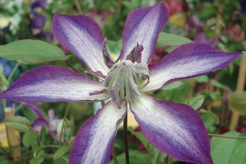 clématite italienne, clématites à fleur en étoile, fleur étoilée