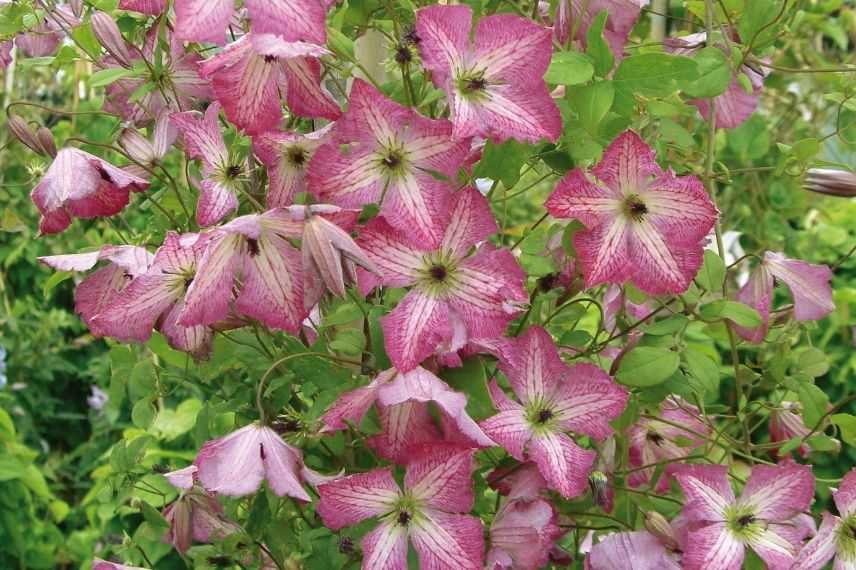 clématite italienne à belles fleurs