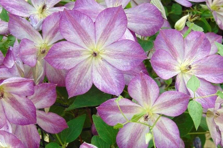 clématite italienne à belles fleurs