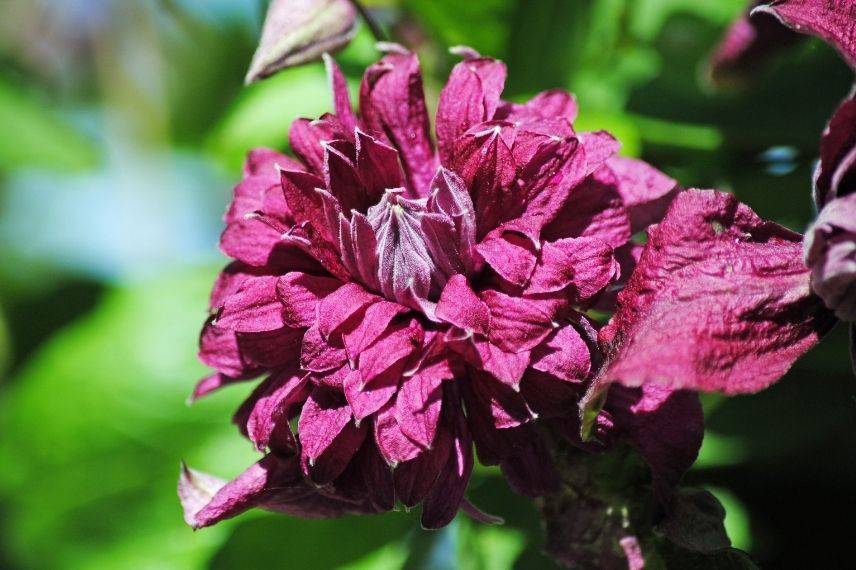 clématite italienne à fleurs doubles