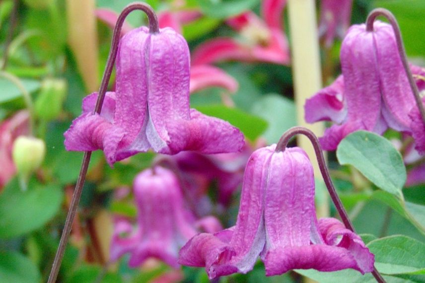 clématite italienne à fleur en clochette