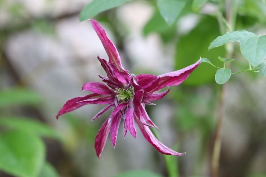 clématite italienne à fleur étoilée