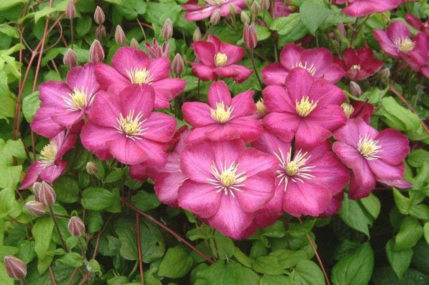 clématite italienne à grandes fleurs