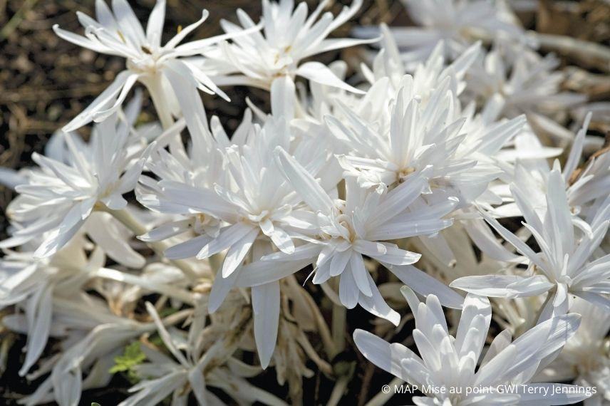 colchique à fleur blanche, plus belles colchiques