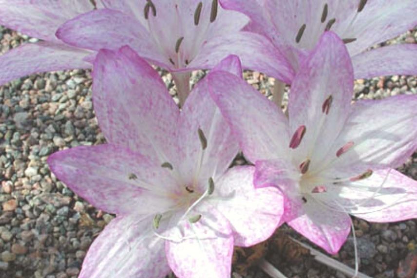 colchique à grande feuille, plus belles colchiques