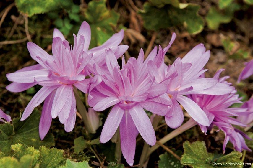 colchique à grande fleur double