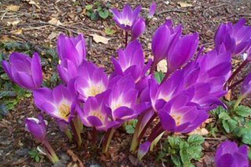 colchique à fleur violet pourpre, plus belles colchiques
