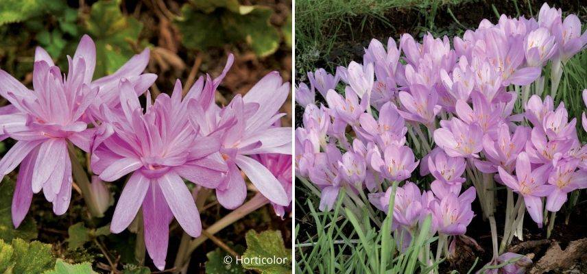 variétés de colchiques à planter en pot