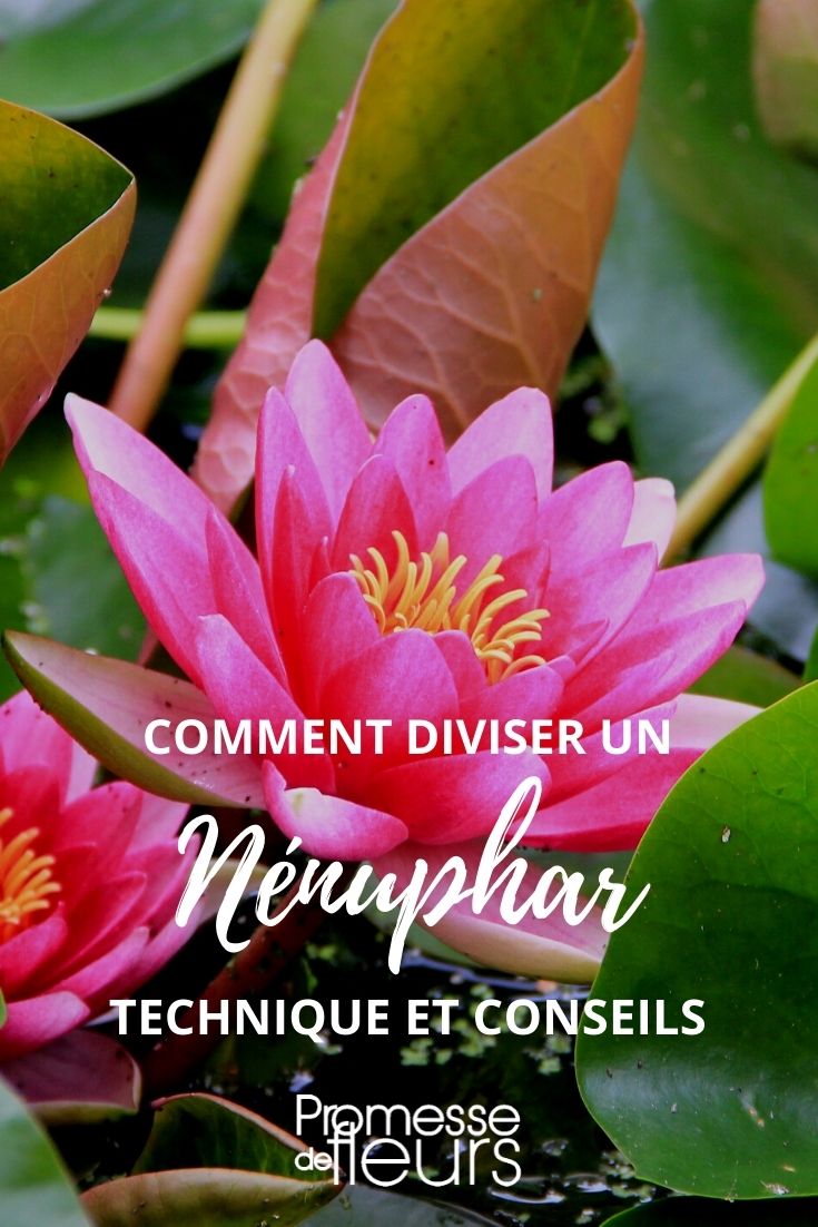 diviser un nenuphar