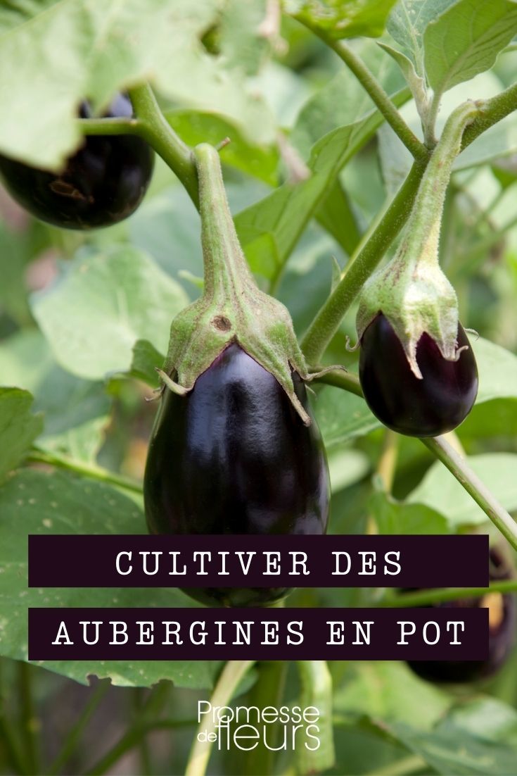 planter et entretenir des aubergines en pot