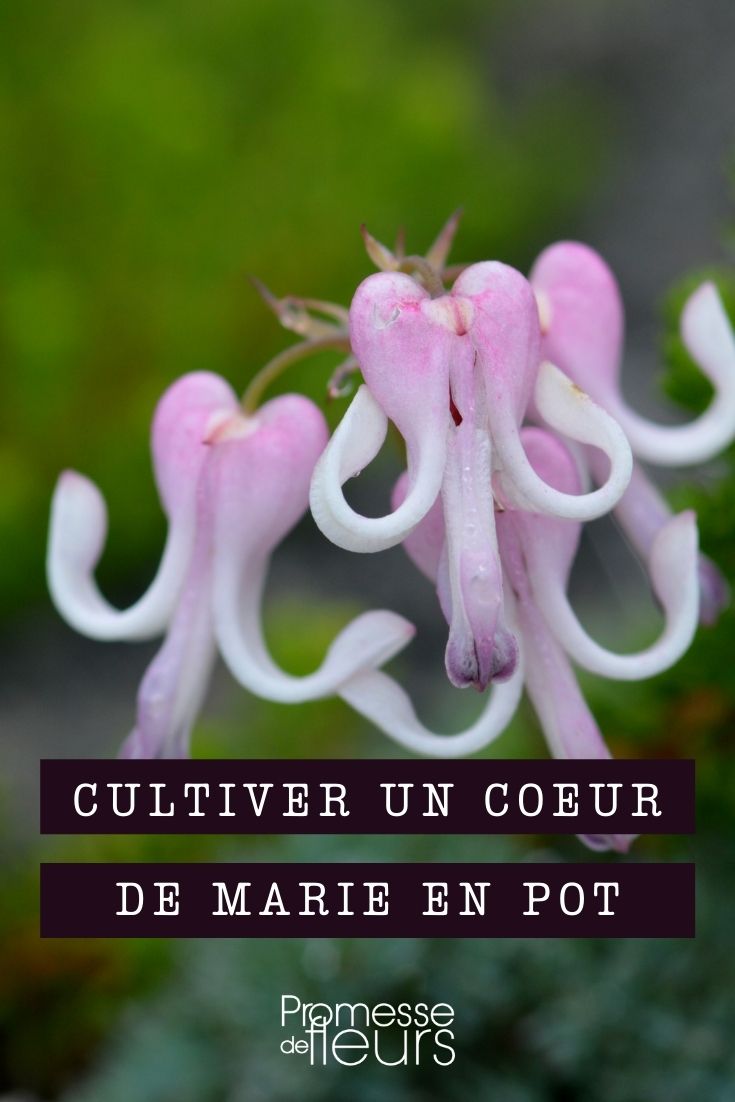 Planter et entretenir un dicentra en pot