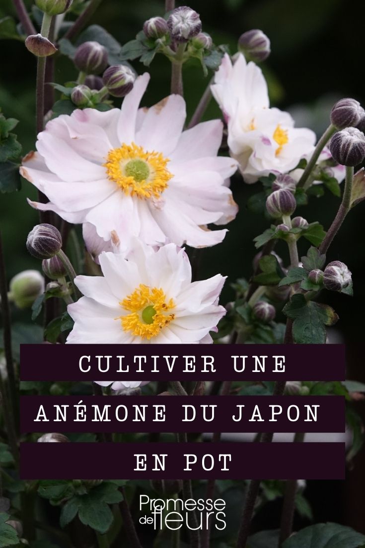 cultiver une anemone du japon en pot