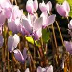 Comment cultiver des cyclamens de Naples en pot ?