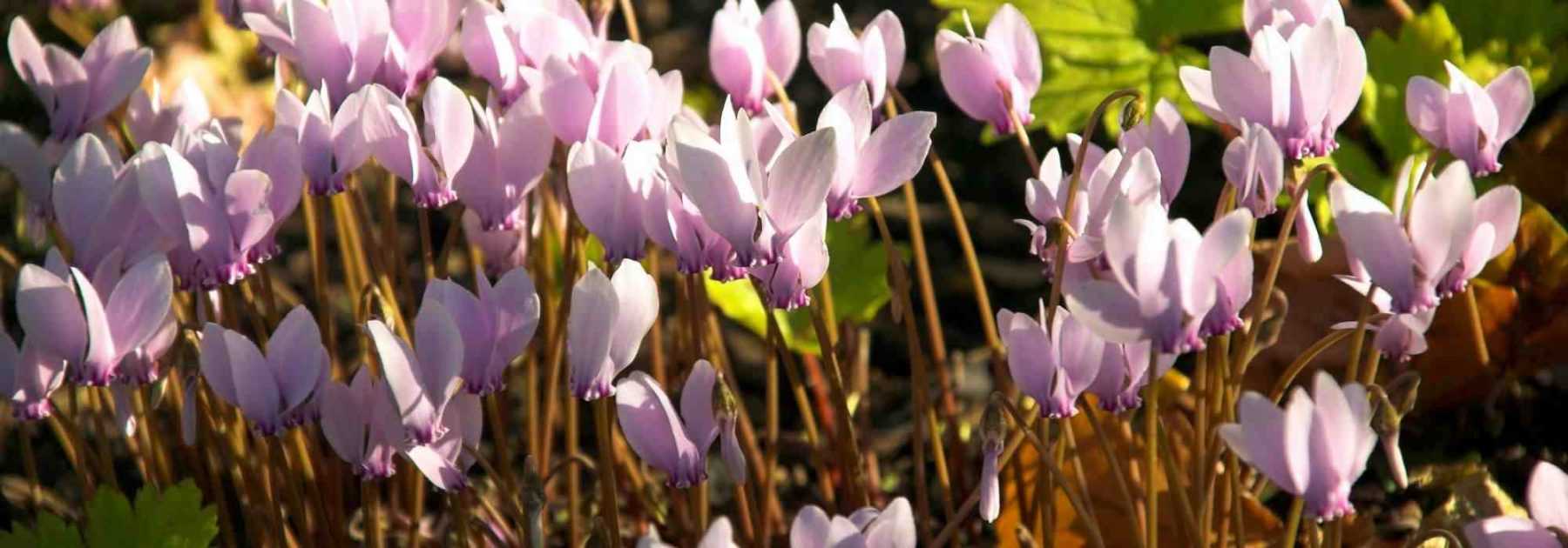 Comment cultiver des cyclamens de Naples en pot ?