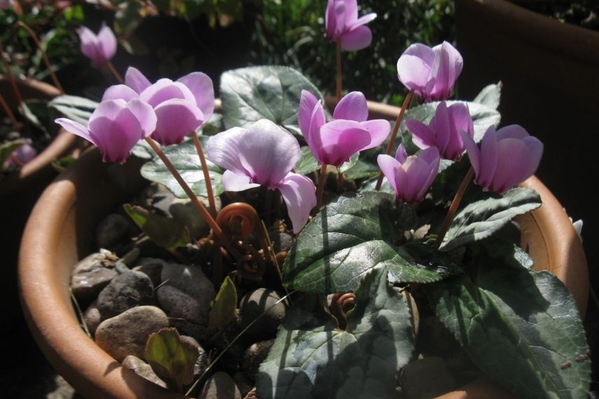 cyclamen de naples cultivé en pot