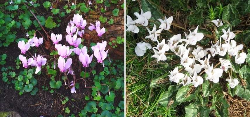 variétés de cyclamens de naples à cultiver en pot