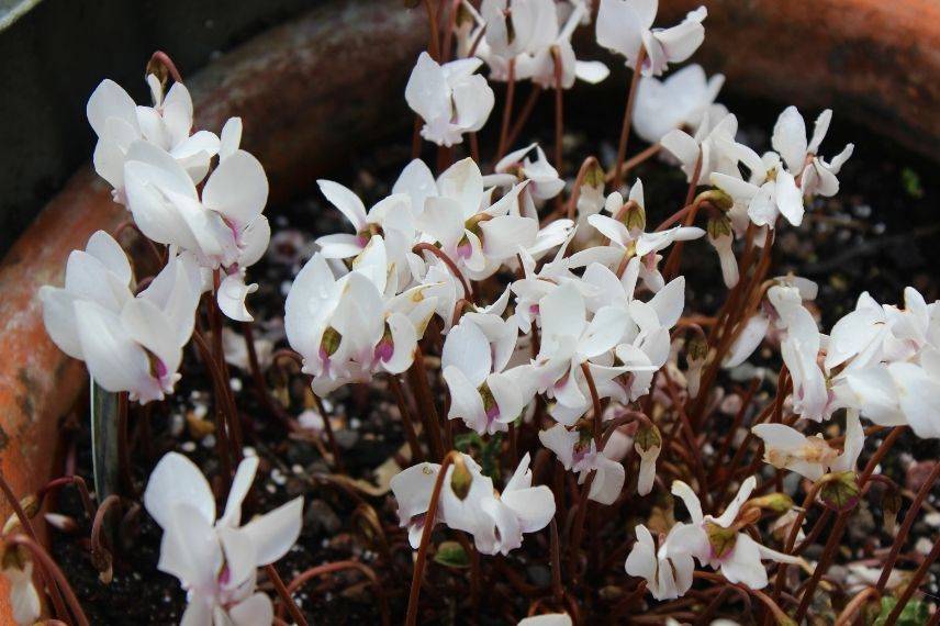 cultiver le cyclamen de naples en pot ou jardinière