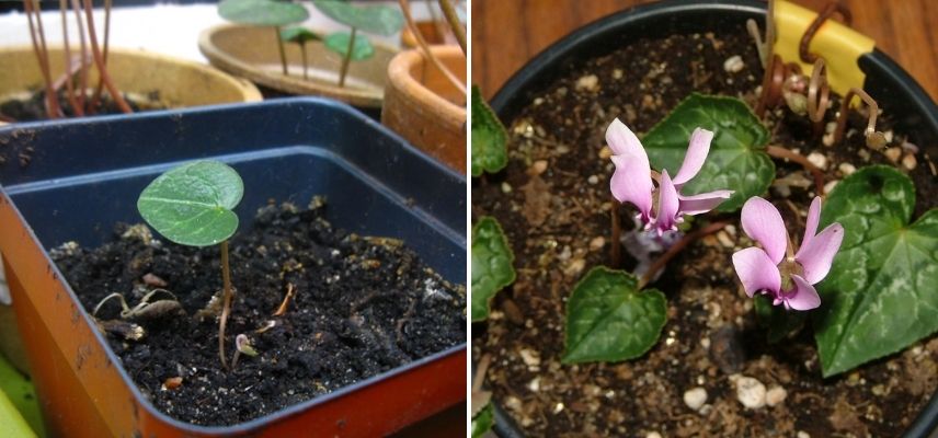 Cyclamen hederifolium en pot