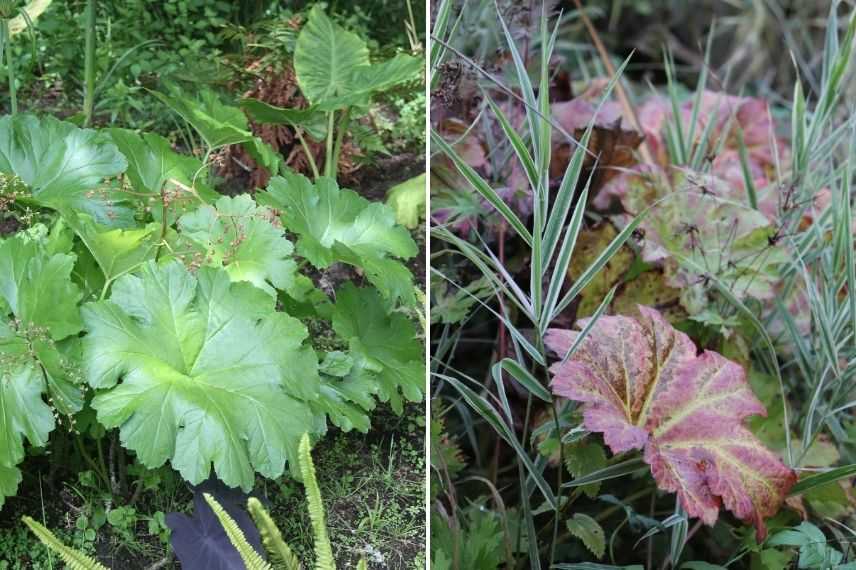 darmera peltata