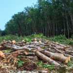 La déforestation nous menace directement !