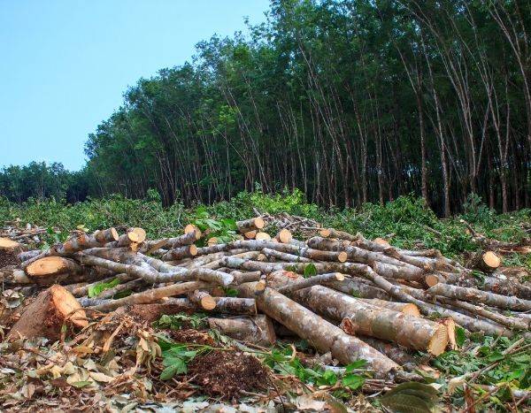 La déforestation nous menace directement !