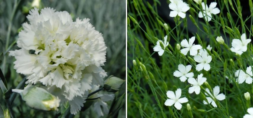 oeillet blanc, couleur des fleurs des oeillets