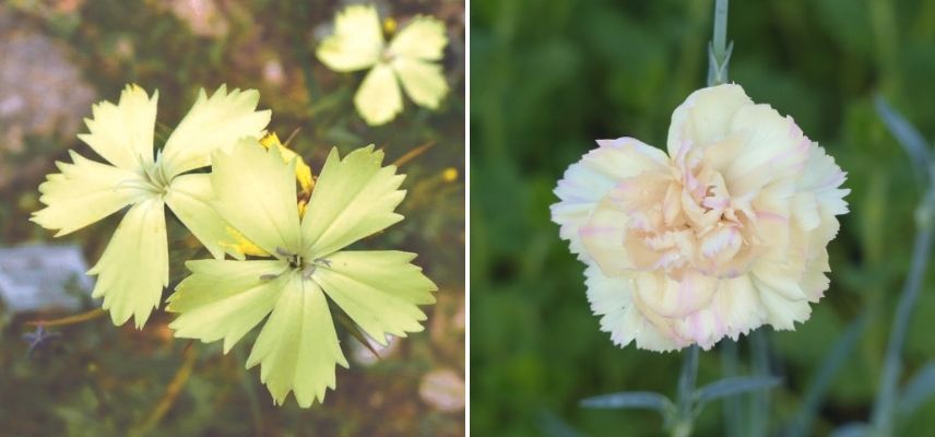 oeillet jaune, couleur des fleurs des oeillets