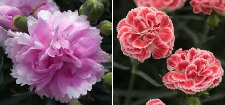 Choisir un Oeillet : nos conseils - Promesse de Fleurs