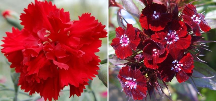 oeillet rouge, couleur des fleurs des oeillets