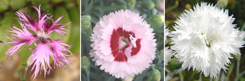 oeillet à fleur simple double semi-double, forme des pétales des oeillets