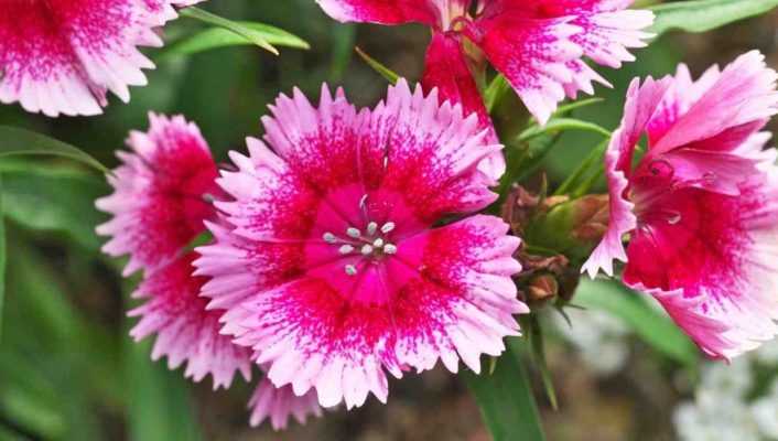 Choisir un Oeillet : nos conseils - Promesse de Fleurs