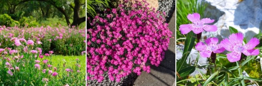 utilisation des oeillets au jardin, oeillet en pot, oeillet pour bouquet 