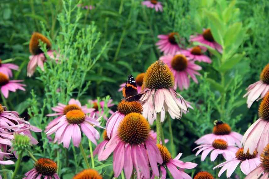 echinacea, echinacee laquelle choisir, echinacee comment choisir, echinacea guide achat