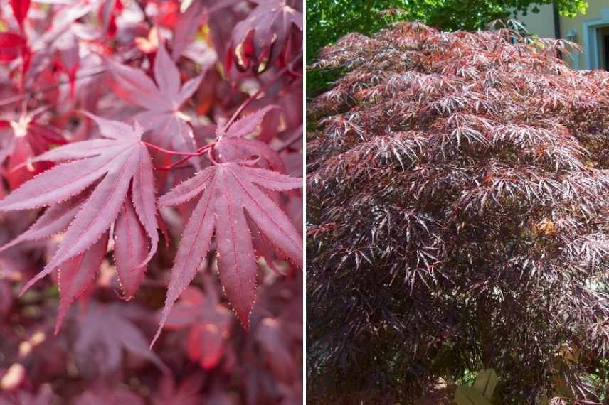 arbuste pourpre, plante pourpre, arbuste feuille noire, arbuste feuillage foncé, arbuste feuillage sombre, feuillage pourpre, feuille pourpre, acer rouge foncé, acer sombre